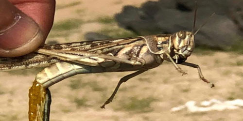 «البيئة» تواصل أعمال المسح والاستكشاف لحالة الجراد الصحراوي 