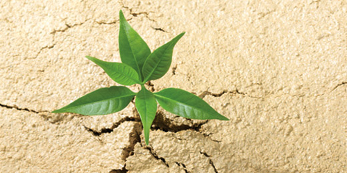 تعاويذ العقل 