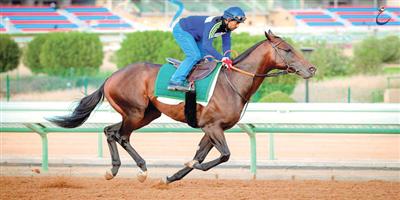 الفروسية برؤية سمو ولي العهد واجهة عالمية تنطلق من حيث انتهى الآخرون.. وسعيد بانضمامي للوسط الفروسي 