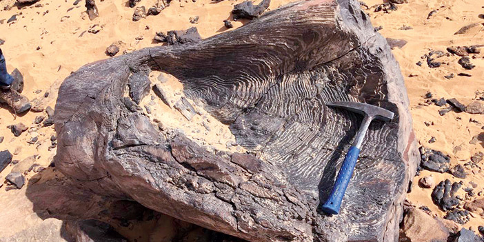  الأحفورة المكتشفة