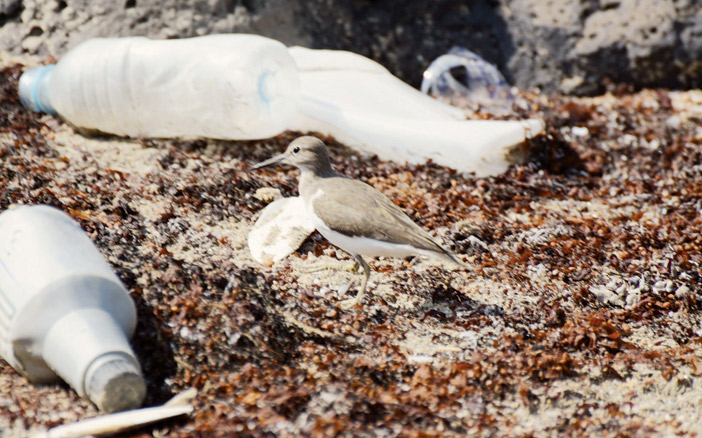  نفايات البلاستيك على سواحل البحر الأحمر