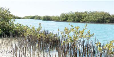 المحميات البيئية في مناطق المملكة.. سياحة الطبيعة البكر 