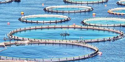 «الثروة السمكية» تنظم منتدى «تشجيع الاستثمار في الاستزراع المائي في دبي».. غداً 