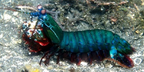 اكتشاف نوع من الجمبري يرجع تاريخه إلى 200 مليون سنة 