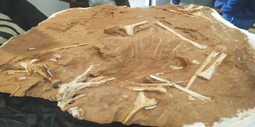 اكتشاف أحفورة لديناصورات في البرازيل عاشت قبل 90 مليون سنة 