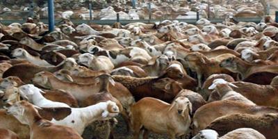 «البيئة»: فسح 238 ألف رأس من الماشية 