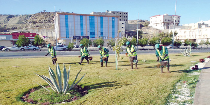  من تجميل جنبات الشوارع والجزر الوسطية