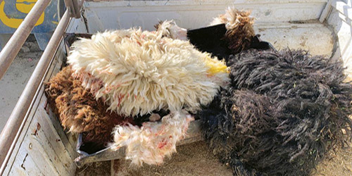 بسوق الأنعام المركزي 