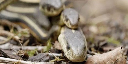 تجمع للأفاعي يتسبب بإغلاق جزء من متنزه في فلوريدا 