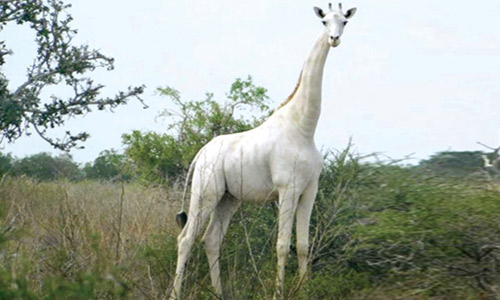صيادون يقتلون الزرافة البيضاء الوحيدة في العالم 