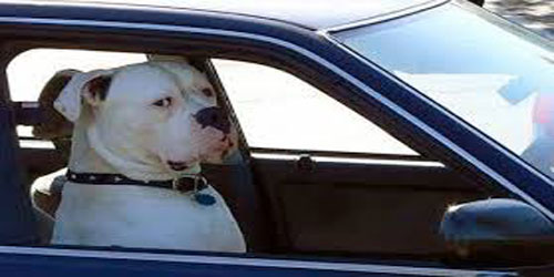 مطاردة مثيرة تكشف أن مَن يقود السيارة كلبٌ 