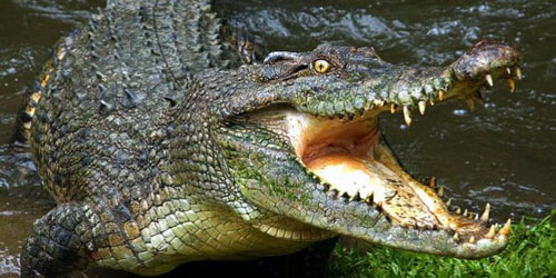 «تمساح مرعب» افترس الديناصورات 