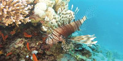 «البحر الأحمر».. متعة الغوص بين حدائق الشعاب المرجانية 