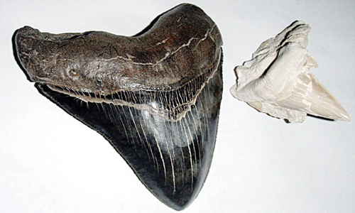 علماء يحددون مظهرًا خارجيًّا لوحش بحري عملاق قديم 