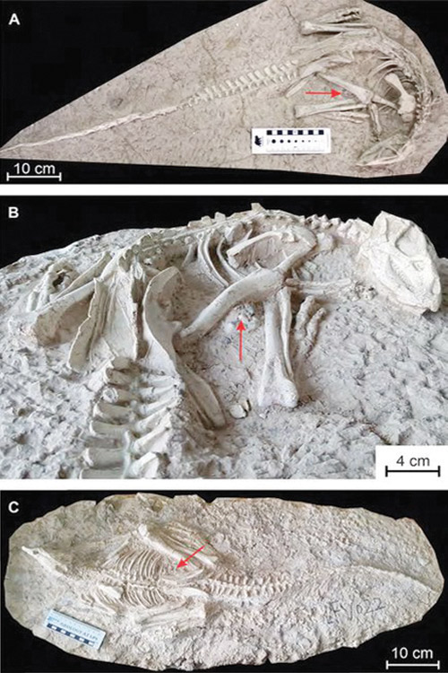 اكتشاف ديناصورات «النائم الأبدي» دفنت حيَّة منذ 125 مليون عام 
