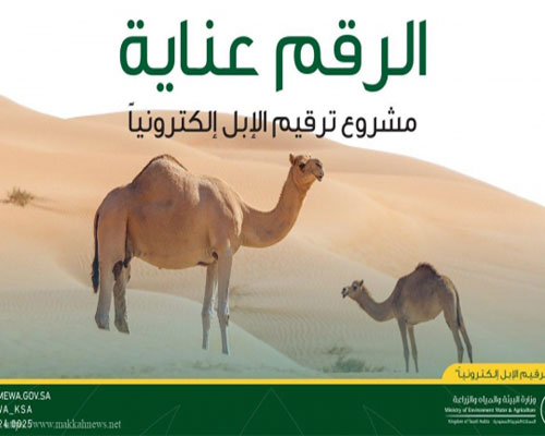 «البيئة» ترقِّم 1.4 مليون متن إبل حتى الآن 