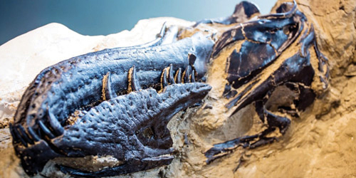 الكشف عن هيكل ديناصور شارك في مبارزة قاتلة قبل دفنه 