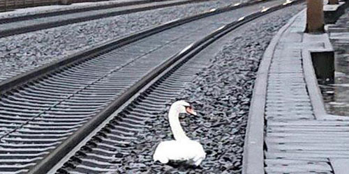 طائر بجع يوقف حركة القطارات في ألمانيا 