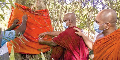 سريلانكا تتجنب قطع شجرة من نوع منقرض 