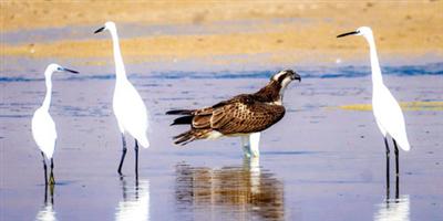 «بحيرة الأصفر».. محمية طبيعية تأوي الطيور المهاجرة بالأحساء 