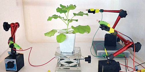 باحثون يعملون على تحويل النباتات إلى روبوتات 