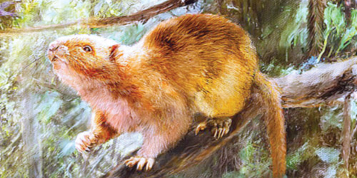 اكتشاف أنواع من فئران عملاقة جابت الأرض منذ عشرات آلاف السنين 