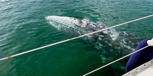 رصد حوت رمادي للمرة الأولى قبالة السواحل الفرنسية 