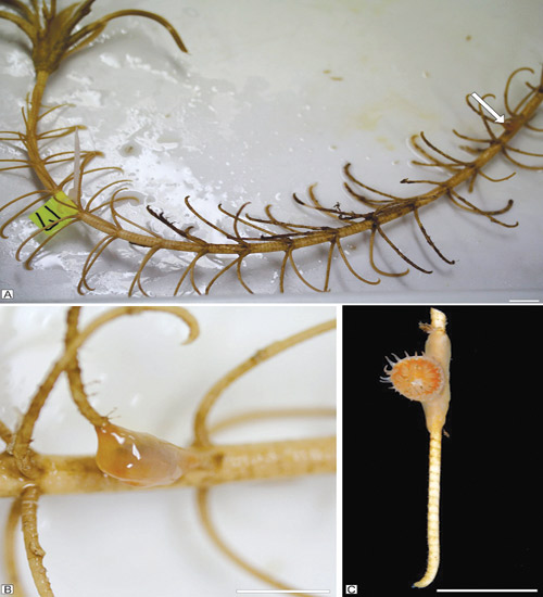 اكتشاف «أحفورة حية» يُعتقد أنها انقرضت منذ أكثر من ربع مليار عام 