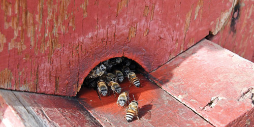  جهود متواصلة لتطوير قطاع تربية النحل