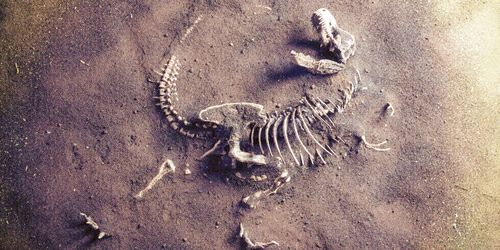 اكتشاف «نادر» لديناصور عملاق يعود تاريخه إلى 180 مليون عام 