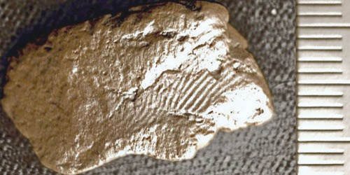 الكشف عن فخارة حفظت بصمات بشرية من العصر الحجري 