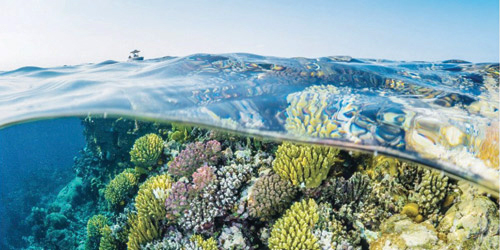 نيوم وكاوست تتشاركان لإنشاء أكبر حديقة مرجانية 
