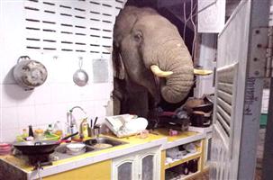 فيل يقتحم منزلاً في تايلند 