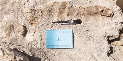 اكتشاف بقايا حوت منقرض منذ 37 مليون سنة في القريات 