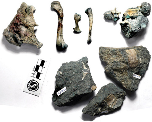 اكتشاف حفرية «جد» تماسيح العصر الحديث عمره 150 مليون عام 