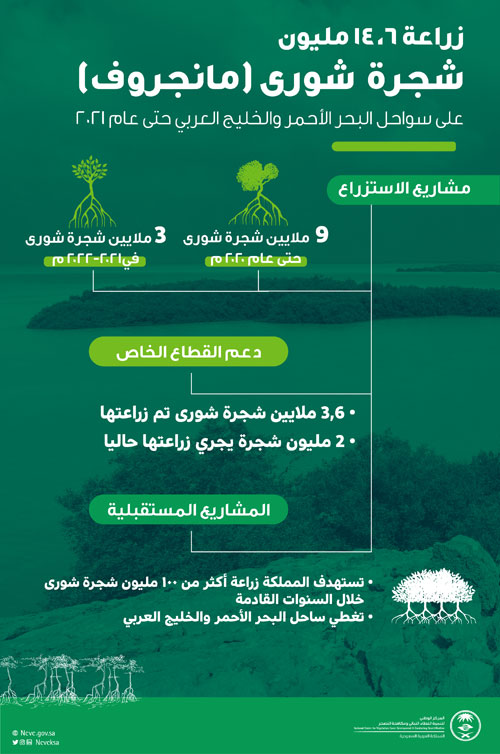 زراعة 14 مليون شجرة «مانجروف» على سواحل المملكة 