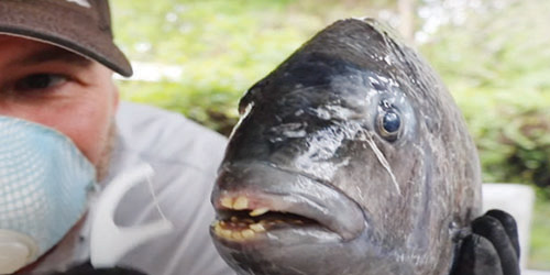اصطياد سمكة «بأسنان بشرية» في كارولينا الشمالية 