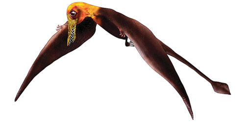 اكتشاف حفرية «تنين طائر» عمره 160 مليون عام 