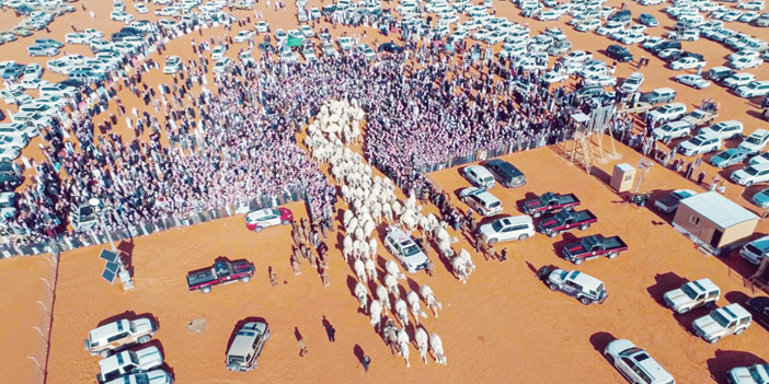 المملكة تستعد لاحتضان أكبر مهرجانات الإبل في العالم 