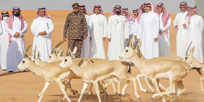 الأمير عبدالعزيز بن سعود يطلق عددا من ظباء الريم والمها العربي بمحمية الملك عبدالعزيز 