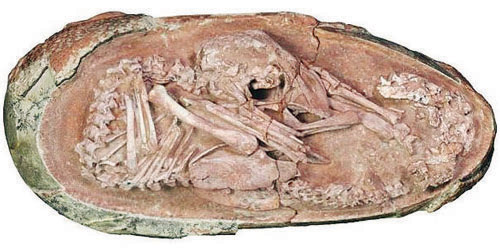 العثور على جنين ديناصور في بيضة متحجرة تعود لـ(72) مليون سنة 