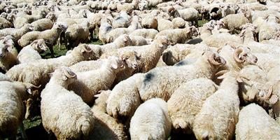 وكيل وزارة الزراعة: التعاون مع الجهات البحثية المتخصصة يطور قطاع الثروة الحيوانية 