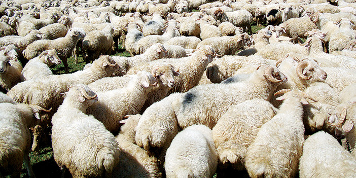 وكيل وزارة الزراعة: التعاون مع الجهات البحثية المتخصصة يطور قطاع الثروة الحيوانية 