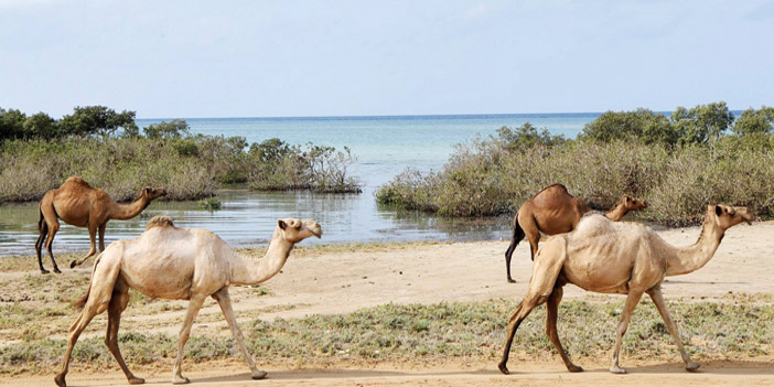 الإبل والبحر الأحمر.. رحلة موسمية للغذاء والاستجمام 