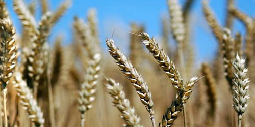 الخطيب في تصريح خاص لـ«الجزيرة»: 