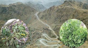 القُدْسُ: تَنزيهُ الله.. وهو القُدّوس.. والقُداسُ: الجُمان من فِضَّةٍ(1) 