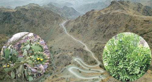 جبل قُدْس (ادْقُس) دراسة جغرافية وتاريخية وأدبية: 