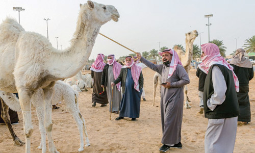 سعوديون ينعشون مدينة بريدة ببيع وشراء ما يزيد عن 8000 رأس 