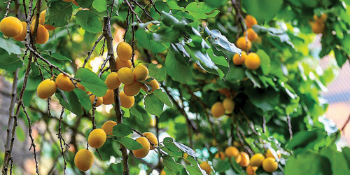 مزارع الطائف الجبلية 