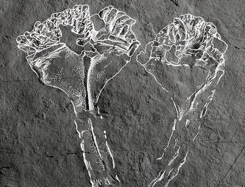 اكتشاف بصمات أقدم قنديل بحر على الأرض 